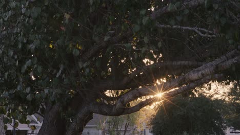 Sunset-light-flare-coming-through-Fall-tree-in-neighborhood