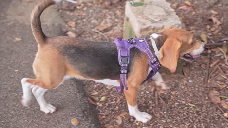 Beagle-dog-with-purple-bib-walks-in-the-park-between-the-person,-close-up-shot,-Slow-motion