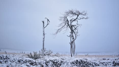 Frozen-snow-covered-dead-trees-with-low-flying-clouds-passing-behind-in-a-time-lapse