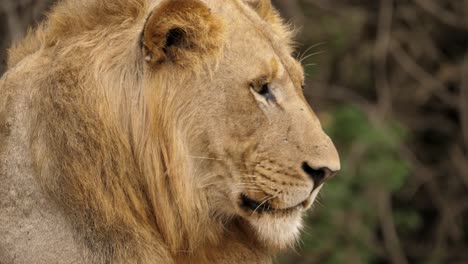 closeup-of-lion-head-as-he-looks-around