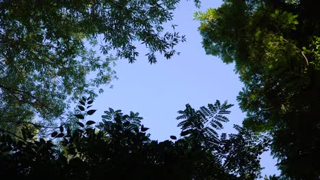 Klarer-Blauer-Himmel-über-Einem-Grünen-Wald-–-Nach-Oben-Neigen
