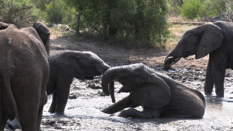 Elefantes-Jóvenes-Jugando-En-Un-Revolcadero-De-Barro-En-Un-Día-Caluroso-En-Sudáfrica