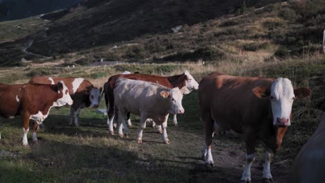 Rinderzucht-Auf-Einem-Feld-In-Gröden,-Italien
