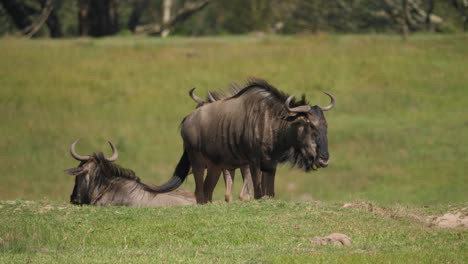 A-small-group-of-wildebeest-standing-still-on-the-savannah-under-the-hot-African-sun