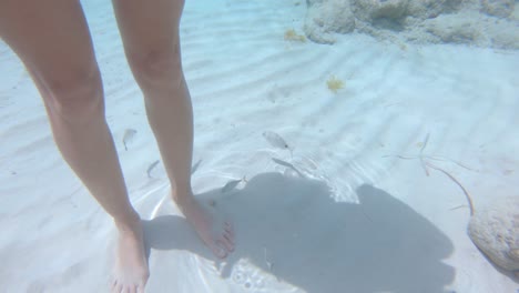 Tropische-Fische-Schwimmen-Um-Die-Füße
