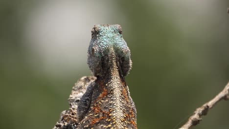 Close-up:-Blue-Headed-Agama-Tree-Lizard-strikes-at-insect-but-misses