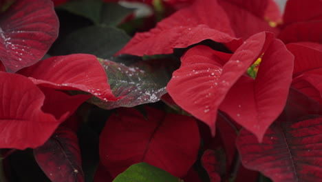 Snow-falling-on-a-vibrant,-red-Christmas-poinsettia-plant