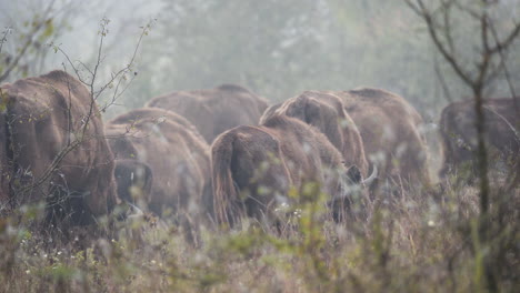 European-bison-bonasus-herd-grazing-in-a-fog-covered-field,Czechia