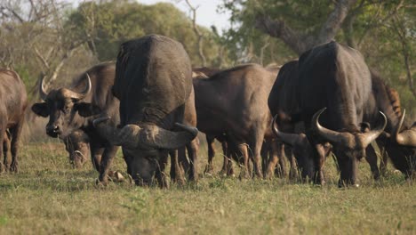 A-herd-of-cape-buffalo-grazing-on-the-savanna,-front-view