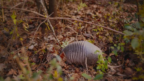 A-nine-banded-armadillo-rummages-through-the-dirt-and-leaves-looking-for-bugs-to-eat