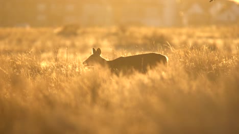 Mule-Deer-in-the-plains-of-Colorado