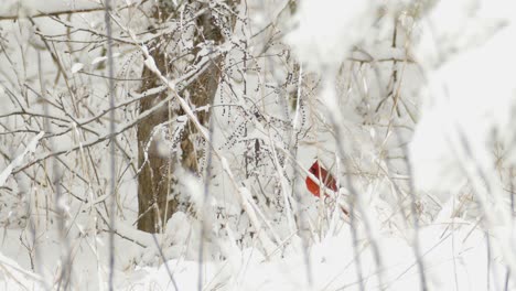 Northern-Cardinal-Bird-On-Snow-Tree-Twig-In-Wilderness---Winter-Weather-In-Eastern-Canada---wide-shot
