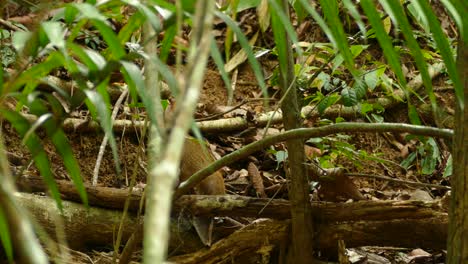 A-brown-adult-Agouti,-wild-rodent,-looking-around-in-a-Panama-tropical-forest