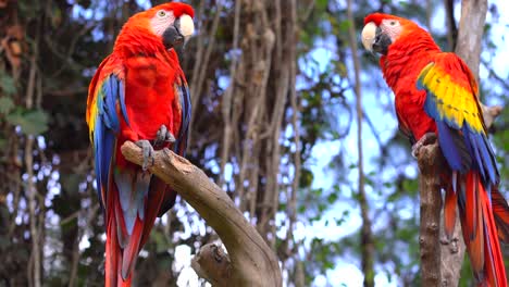 Macaws-standing-in-branches-in-jungle