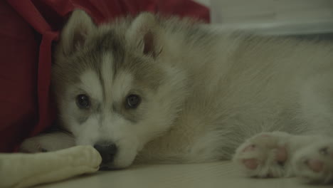 A-little-husky-dog-lies-tired-on-the-floor-and-looks-at-the-camera