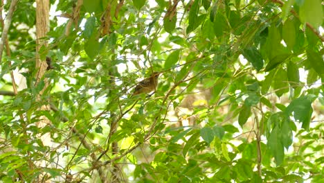 Beautiful-exotic-bird-sitting-on-vibrant-tree-branch-and-flies-away