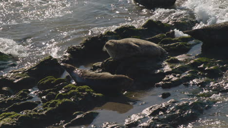 Seals-laying-on-beach-rocks-as-waves-roll-in-and-crash-slow-motion-1080p-120fps