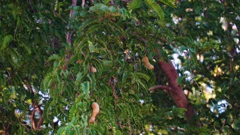 Close-up-on-tamarind-tree-with-ripe-fruit-pods