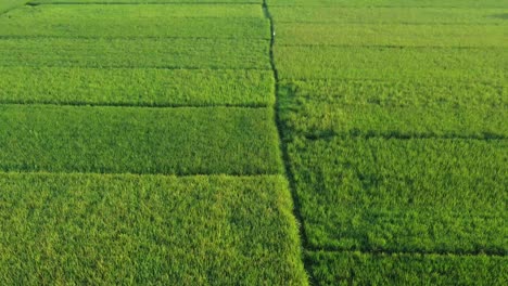 Aerial-view-of-the-green-and-yellow-rice-field-in-the-morning
