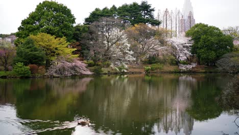 Lake-in-Middle-of-Cherry-Blossom-Garden-with-Duck-Wading-in-Water-in-Japan-Shinjuku-Gyopen-National-Garden