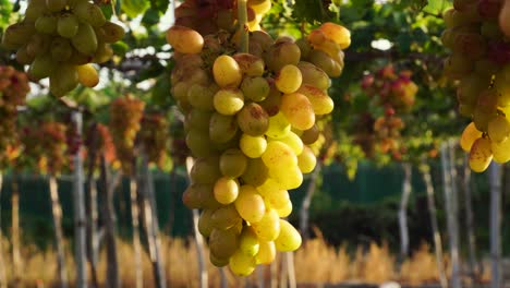 Yellow-grape-bunches-shaking-on-wind,-vibrant-sunlit-grapevine-canopy