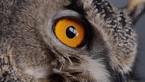 Eurasian-Eagle-Owl-close-up-eyeballs-blinking-in-slow-motion