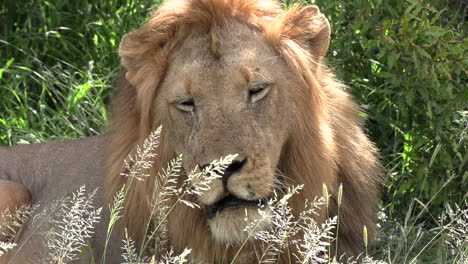 A-male-lion-rests-in-the-tall-grass-then-looks-up-to-the-heavens-under-the-beautiful-golden-glow-of-the-African-sun