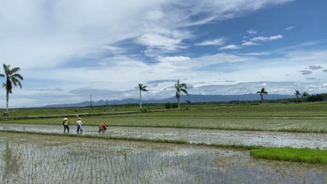 Farmers-Planting-Rice-In-Paddy-Fields-Near-Yogyakarta,-Indonesia---wide-shot