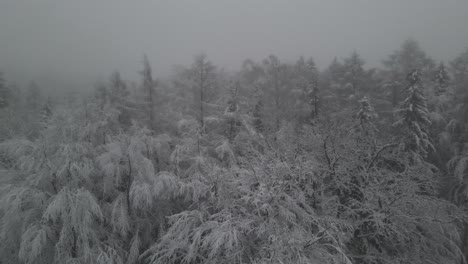 Schneebedeckte-Baumkronen-An-Einem-Nebligen-Wintertag-Im-Zentrum-Polens---Luftrückzug