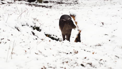 Fallow-deer-doe-nibbling-on-a-tree-stump-in-snow-in-a-winter-forest