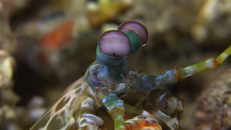 close-up-shot-f-the-eyes-of-a-Mantis-Shrimp