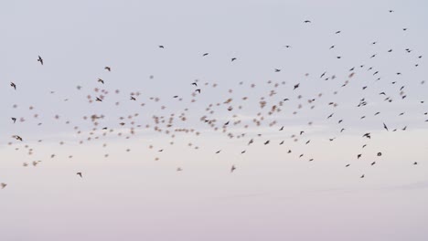 A-Flock-Of-Rosy-Starlings-Perform-A-Murmuration-Prior-To-Roosting-In-India---low-angle-shot