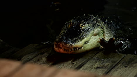 Ein-Gruseliger-Alligator,-Der-Auf-Ein-Dock-Klettert-–-Horrorfilmmonster