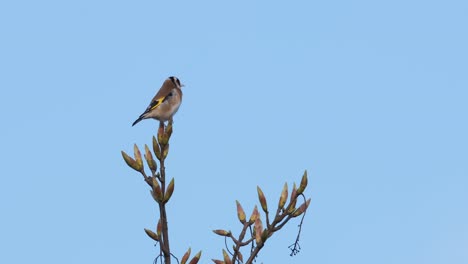 Stieglitz-Kleiner-Singvogel-Im-Frühling,-Aber-Baumblauer-Himmel-In-Zeitlupe