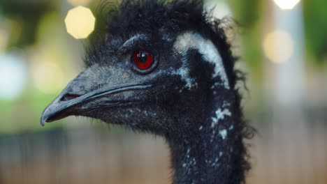 close-shot-on-an-Emo-ostrich-with-red-eye,-looking-at-the-camera,-beautiful-background