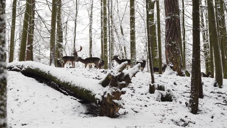 Fallow-deer-herd-gathering-on-a-winter-forest-hill,snow,Czechia