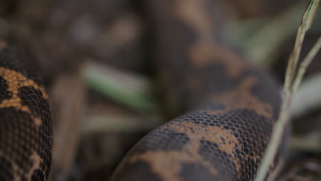 Tracking-shot-along-the-scales-of-a-kenyan-sand-boa
