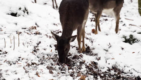Fallow-deer-does-grazing-on-leaves-in-snow-in-a-winter-forest
