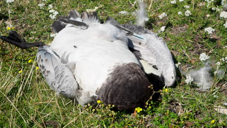 Shot-showing-a-dead-black-and-white-Barnacle-Goose-lying-on-grassy-surface,-bright-daylight