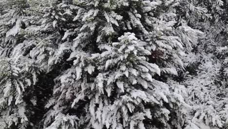Conifer-Tree-Foliage-Laden-With-Thick-Snow-During-Winter-In-Forest-Park-Of-Istanbul,-Turkey