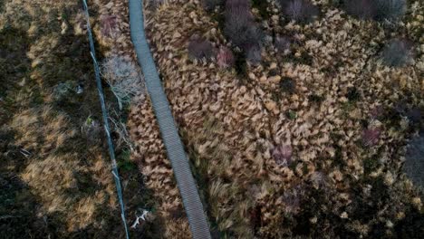 Aerial-flies-over-marshland-hiking-trail-peat-moss-sphagnum-natural-reserve