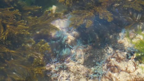 Desmarestia-seaweed-discovering-blue-algae-in-water-flow-in-the-atlantic-coast-in-Galicia
