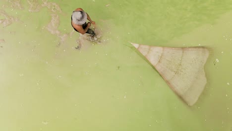 Fisherman-retrieving-his-cast-net-fishing-in-an-vivid-green-algae-infested-waterway-in-Asia,-Aerial-birds-eye-view,-slow-mo-close-up