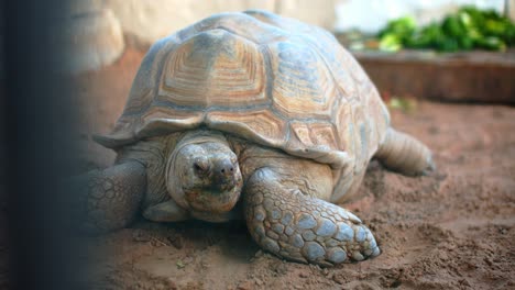 Very-old-African-Turtle-moving-in-very-slow-motion,-medium-close-shot-at-the-zoo