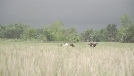 Las-Cabras-Comen-En-Un-Campo-De-Cultivo-Mientras-El-Cielo-Estaba-Nublado.