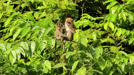 Balinese-long-tailed-macaques-mother-and-child-atop-vibrant-green-treetop-in-Sumatra,-Indonesia---Wide-medium-shot