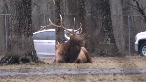 Handheld-slomo-shot-of-elk-casually-sitting-with-car-in-background-while-snowing