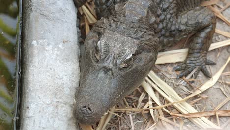 Headshot-of-American-Alligator-resting,-top-view,-blinking,-still-shot