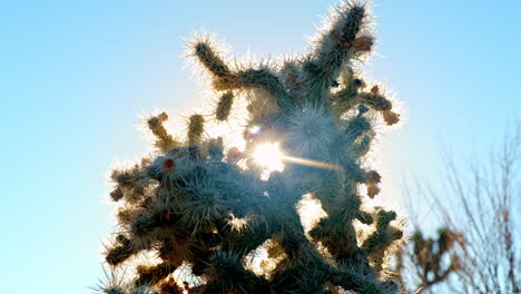 Sun-Ray-Peering-Through-Cactus-Against-Blue-Sky