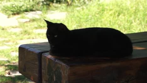 Black-cat-is-resting-on-a-wooden-bench